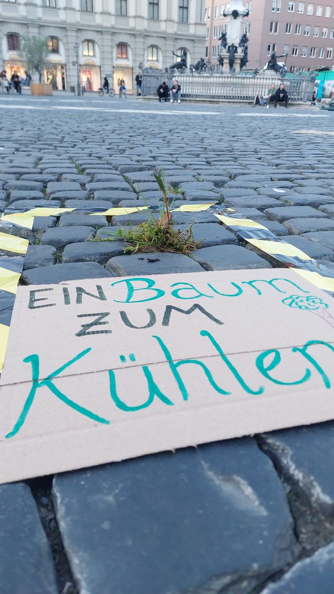 Bild von einem kleinen Baum auf dem Rathausplatz Augsburg