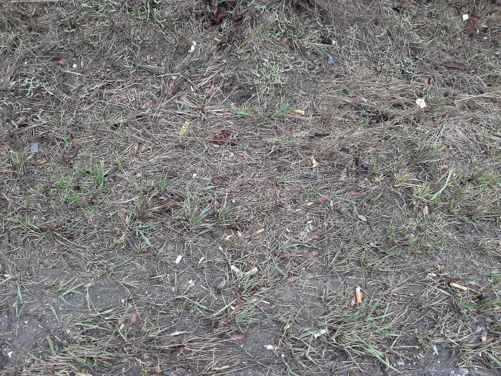 Ein Stück Gras des Mittelstreifens ist gespickt mit Zigarettenkippen und anderen kleinen Müllschnippseln.
